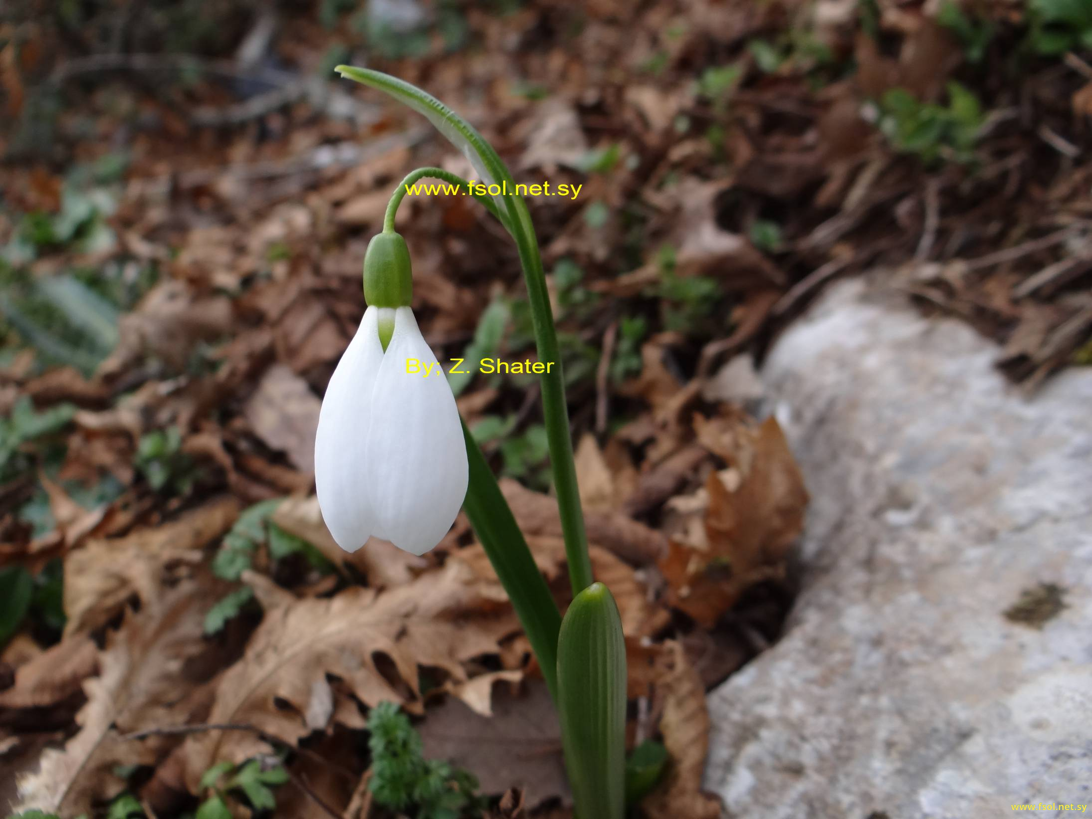 Galanthus fosteri Baker.